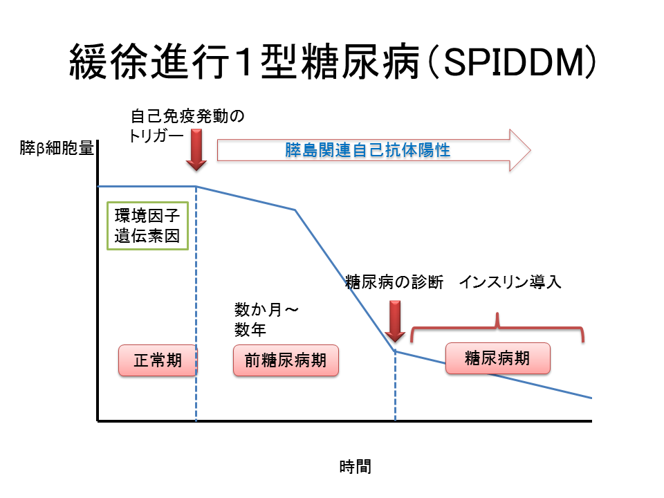 緩徐進行１型糖尿病（SPIDDM)