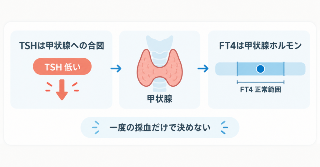 甲状腺への合図であるTSHが低く、FT4は正常範囲にある関係を示す図